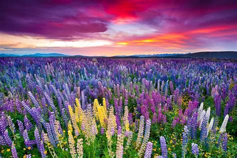 30 Most Colorful Flower Fields
