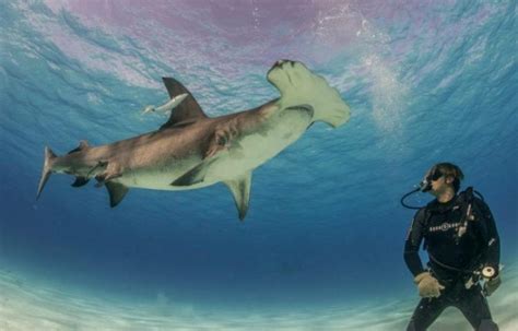 When Is The Best Time To Dive With Hammerheads In Galapagos Rushkult