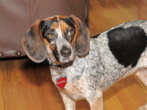 Bluebell - Our blue tick beagle. She's very pretty and sm... She's very ...