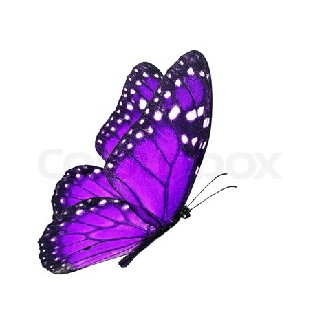 Purple Butterfly Flying Stock Image Colourbox