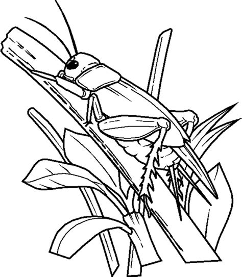 Kids love filling colors in the black and white diagrams of insects. Free Printable Bug Coloring Pages For Kids