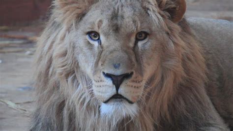 В Анапе обнаружен настоящий африканский лев - YouTube