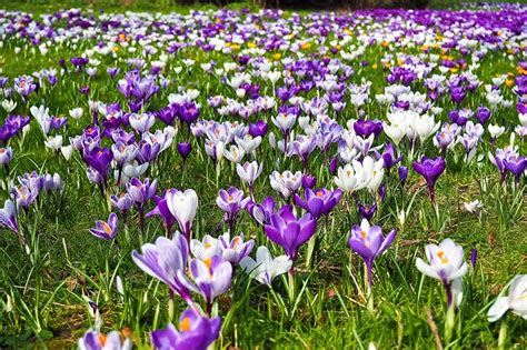 Crocus Flower Meaning And Fascinating Facts Xu Farm