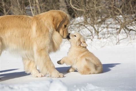 The cheapest offer starts at £100. Golden Retriever mother and pup in snow, Holland ...
