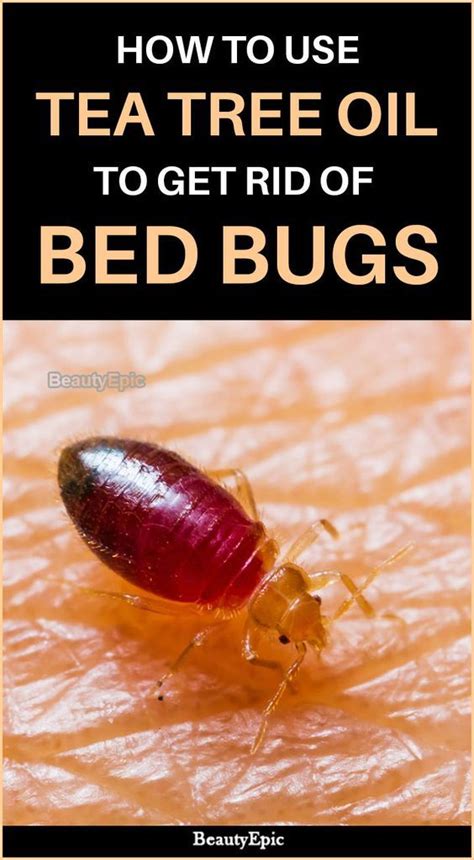 Does Tea Tree Oil Kill Bed Bugs How To Use It Rid Of Bed Bugs Bed