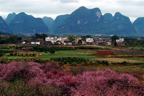 Photos Images And Pictures Of Gongcheng Dalingshan Peach Blossom Guilin