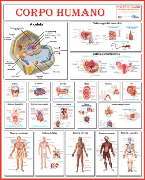 Mapa Corpo Humano