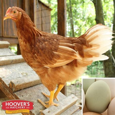 starlight green egger backyard poultry chickens backyard modern farmer