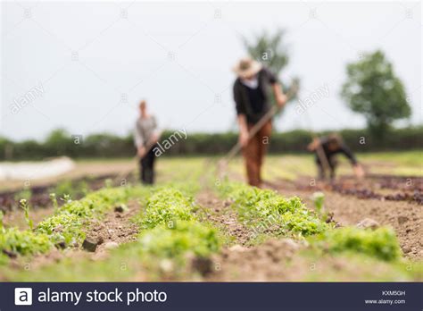 Farmer Hoeing Vegetable Garden Stock Photo Alamy