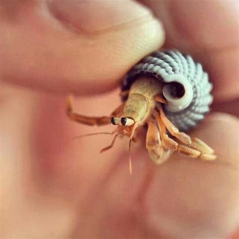 Funny Hermit Crab Shells 100 Great Ideas For Hermit Crab Names