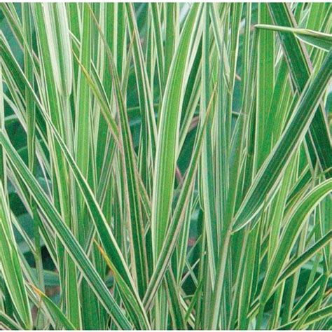 Variegated Feather Reed Grass Calamagrostis Acutiflora Overdam High