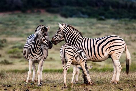 Interesting Facts About Plains Zebra In The Eastern Cape