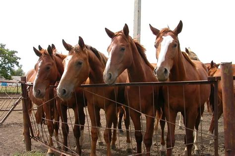 russian horse breeds     heard  horses foals
