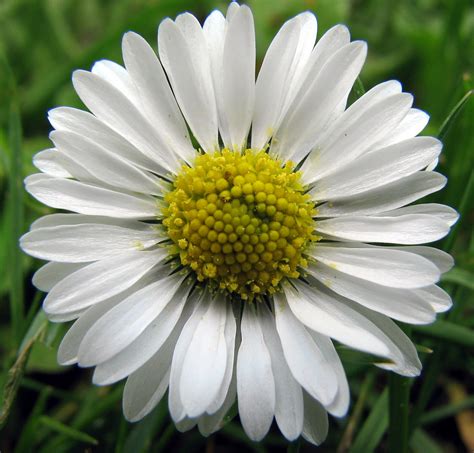 Filebellis Perennis Daisy Madeliefje Wikimedia Commons