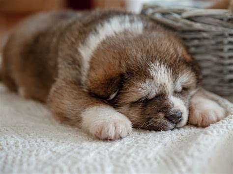 How Much Do Puppies Sleep Simple Tips For New Dog Owners