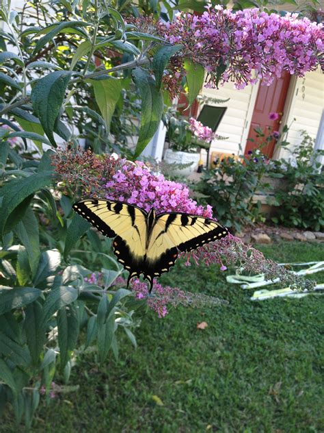 You can create a dedicated butterfly garden or just tuck a few plants that attract butterflies into your landscaping. Butterfly bush | Different types of flowers, Butterfly ...