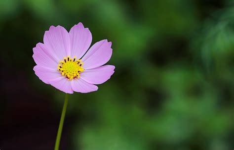 Free Photo Selective Focus Photography Of Pink Petaled Flower Bloom