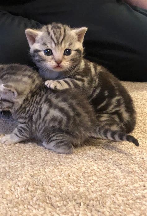 2 Stunning Bsh Kittens Left 1 Silver Spotted And Silver Tabby In