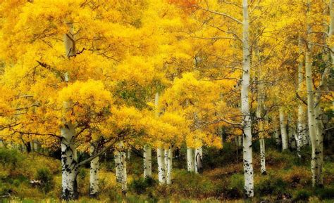 Fall Birch Trees Wallpaper