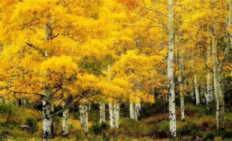 Birch Trees Autumn Wallpapers Wallpaper Cave