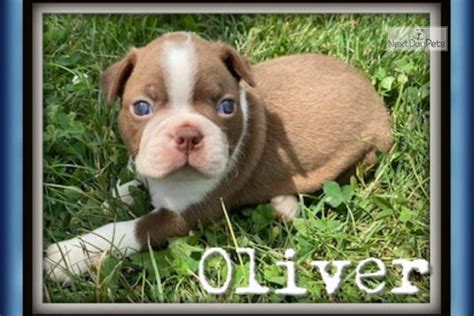 Browse thru our id verified puppy for sale listings to find your perfect puppy in. Oliver : Boston Terrier puppy for sale near Akron / Canton ...