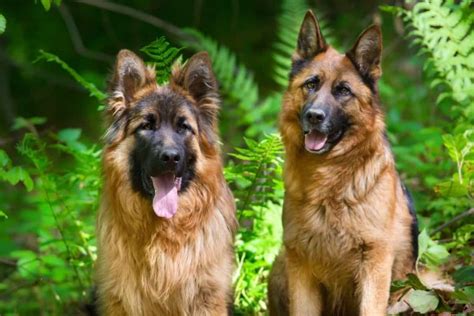 German Shepherd Dog Temperament Traits And Characteristics