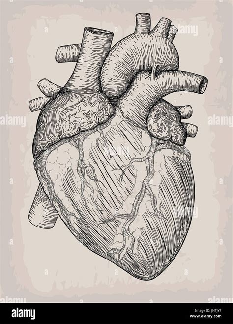 Anatomical Heart Drawing Tattoo