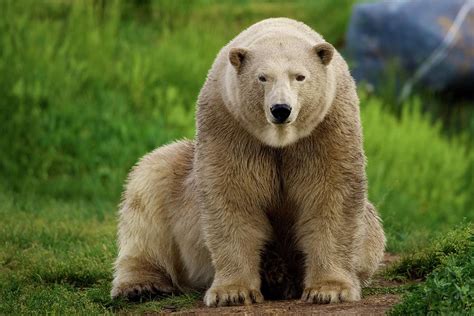 Portrait Of Polar Bear Photograph By John Knight Fine Art America