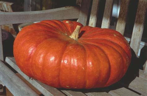Top Spots For Pumpkin Picking In Hendricks County