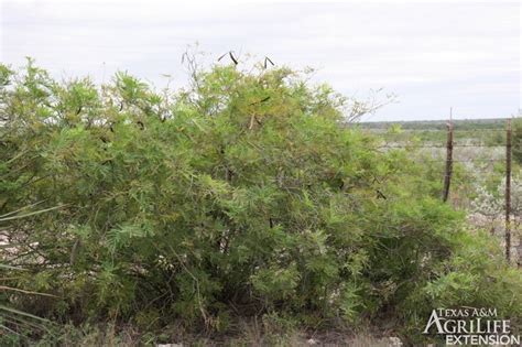 Plants Of Texas Rangelands Guajillo