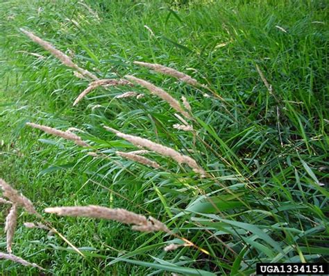 Invasive Species Spotlight Controlling Reed Canary Grass In Wetland