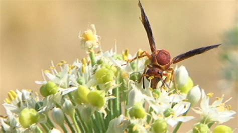 Killer Hornets Sting At Least 19 People To Death In China Cnn