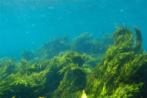 Seaweed That Has Successfully Been Replanted By A Team Of Scientists