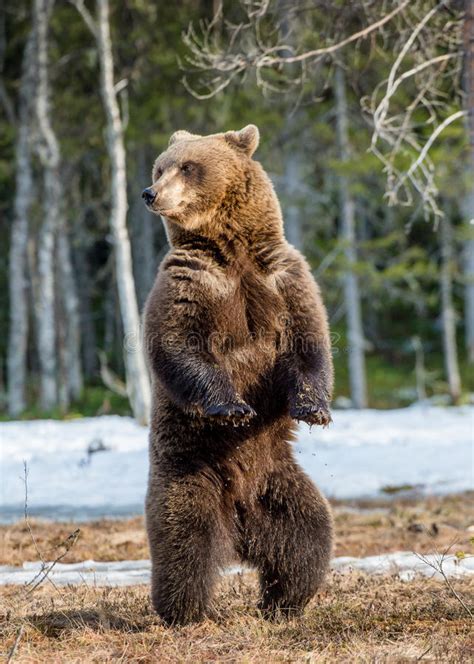 Brown Bear Standing On His Hind Legs Stock Image Image Of Color Adult