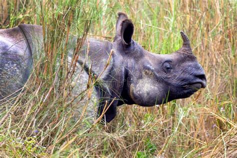Greater One Horned Rhinoceros Royal Bardia National Park Nepal Stock