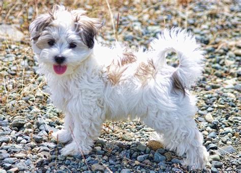 Pix For Maltese And Yorkie Mix Full Grown Yorkie Shih Tzu Mix Toy