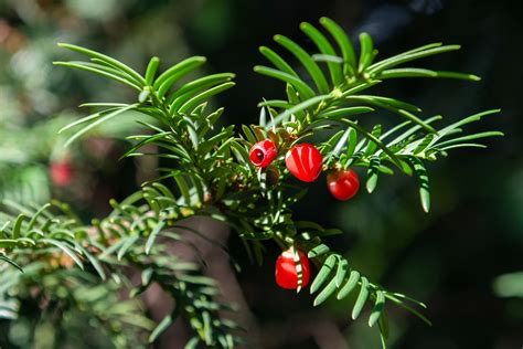 plant the japanese yew taxus cuspidata in your landscape for year round color this evergreen