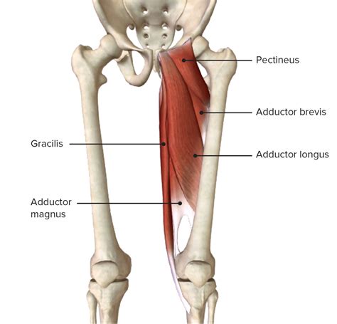 Medial Thigh Muscle Anatomy