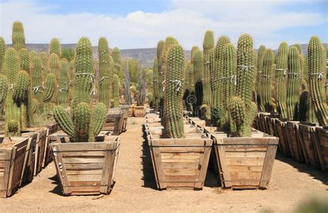 Phoenix Arizona Desert Plant Nursery Saguaro Cacti For Sale Stock