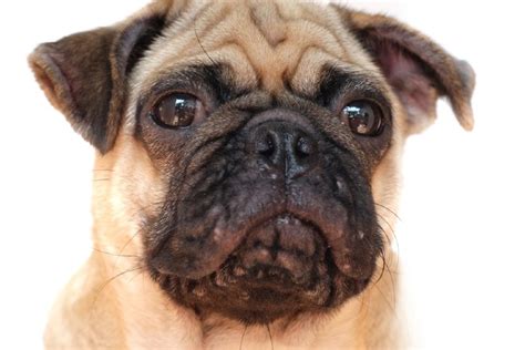 Canine Acne Causes Symptoms And Care Vet Answer Hepper