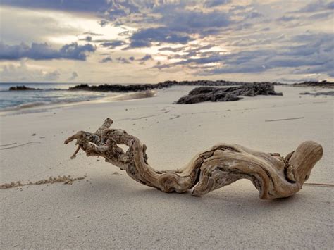 Searchqdriftwood Driftwood Coastal Breeze