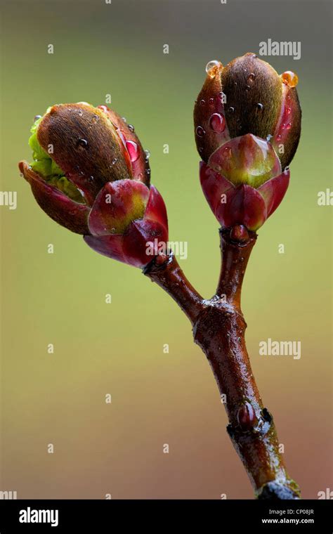 Norway Maple Acer Platanoides Opening Of Flower Buds Germany Stock