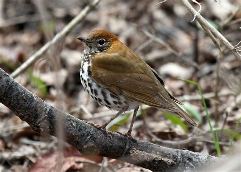 Thrush Songbird Migratory And Ground Dwelling Britannica