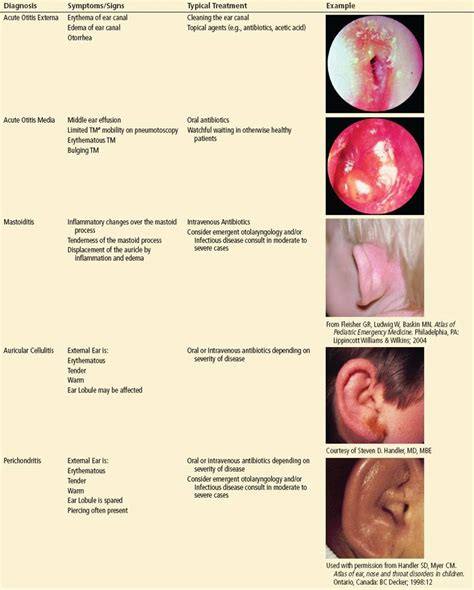Outer Ear Anatomy And Physiology