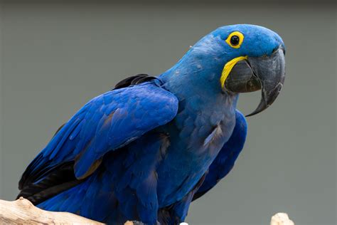 Blue Macaw Habitat And Characteristics My Animals
