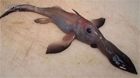 40 Creepy Sea Creatures You Didnt Know Existed Youtube