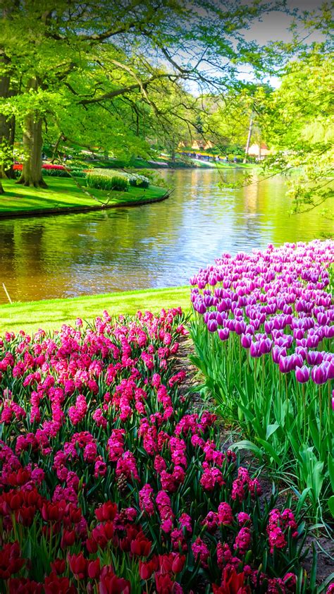 Blooming Flowers In Keukenhof Park Lisse Netherlands