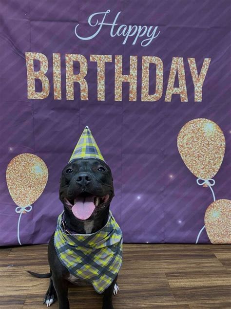 Call us to get a free quote over the phone! November 2020 Birthday Club | Wagging Tails Pet Resort