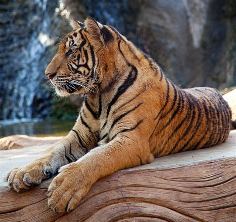 828723 Big Cats Tigers Paws Rare Gallery HD Wallpapers
