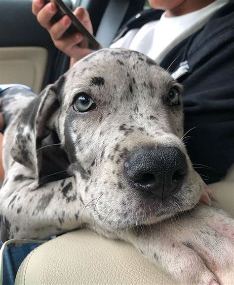 Is based in dayton, ohio and we work with other groups & shelters in ohio, kentucky, and indiana. Pin by Cecilia on lil babies!!! | Great dane puppy, Great ...